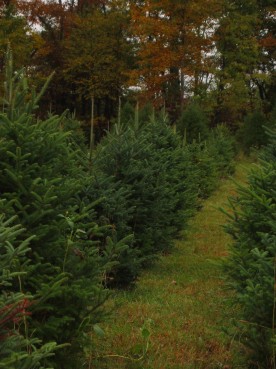 Row of Fraser Firs